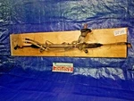 2005-2010 Mazda 2.3L Power Steering Gear Oem CC29-32-110R-0C. Fixed Price $97.29.
