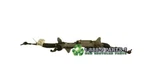 Steering Gear/rack Power & Pinion Rwd Fits 16-18 Bmw 740I 4433. Fixed Price $1350.36.