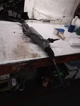 Steering Gear/rack Power And Pinion Rwd Fits 09-11 Lexus LS460 2471759. Fixed Price $385.00.