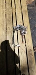 2012 Scion Tc Power Steering Column Assy 45250-21181 Oem 13 14 15 16. Fixed Price $56.00.