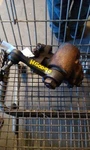 12-17 Nissan NV1500 Steering Gear/rack Power. Fixed Price $178.20.